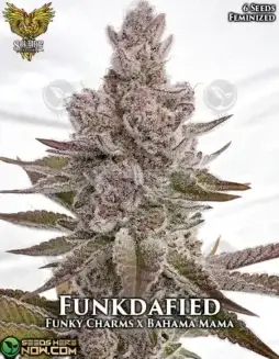 Funkdafied Feminized Cannabis Seeds (space) Indica Dominant Strain with Aromas of Grape, Gas, Skunk, and Pine