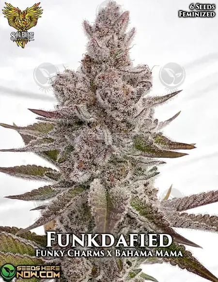 Funkdafied Feminized Cannabis Seeds - Indica Dominant Strain with Aromas of Grape, Gas, Skunk, and Pine