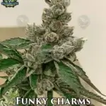 Funky Charms (Regular) - Exotic Genetix