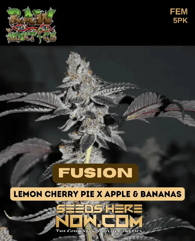 Fusion Feminized Seeds - Lemon Cherry Pie x Apple & Bananas