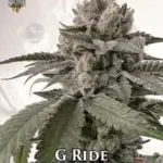 G Ride (Feminized) - Solfire Gardens