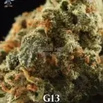 G13 S1 (Feminized) - Dr. Blaze