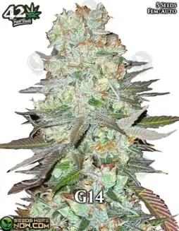 G14 Auto Cannabis Seeds (space) Indica Dominant Autoflower by Fast Buds