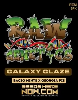 Galaxy Glaze Feminized Cannabis Seeds by Raw Genetics featuring Bacio Mints and Georgia Pie