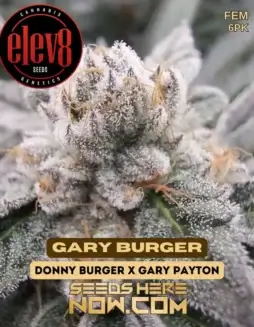 Gary Burger Feminized Seeds (space) Indica Dominant, High THC, Creative Effects