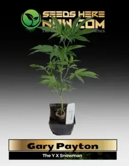 Gary Payton Clones in soil pots, ready for cultivation