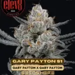 Gary Payton S1 (Feminized) - Elev8 Seeds