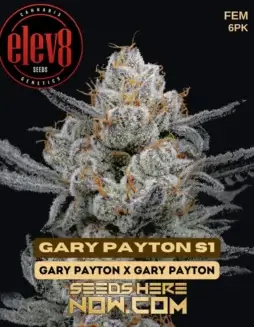 Gary Payton S1 Feminized Seeds (space) High THC Content and Hybrid Dominance