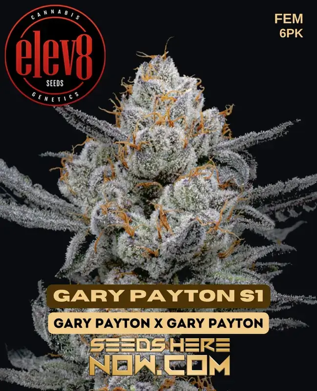 Gary Payton S1 Feminized Seeds - High THC Content and Hybrid Dominance