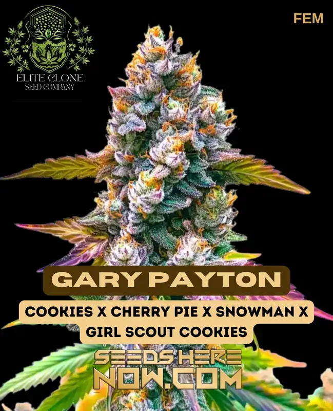 Gary Payton S1 feminized cannabis seeds by Elite Clone Seed Company, showcasing dense, trichome-rich buds.