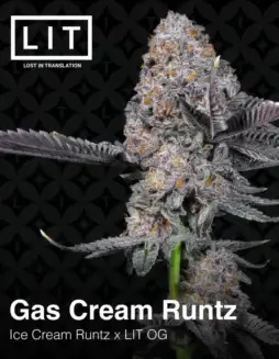 Gas Cream Runtz Feminized Cannabis Seeds by LIT Farms