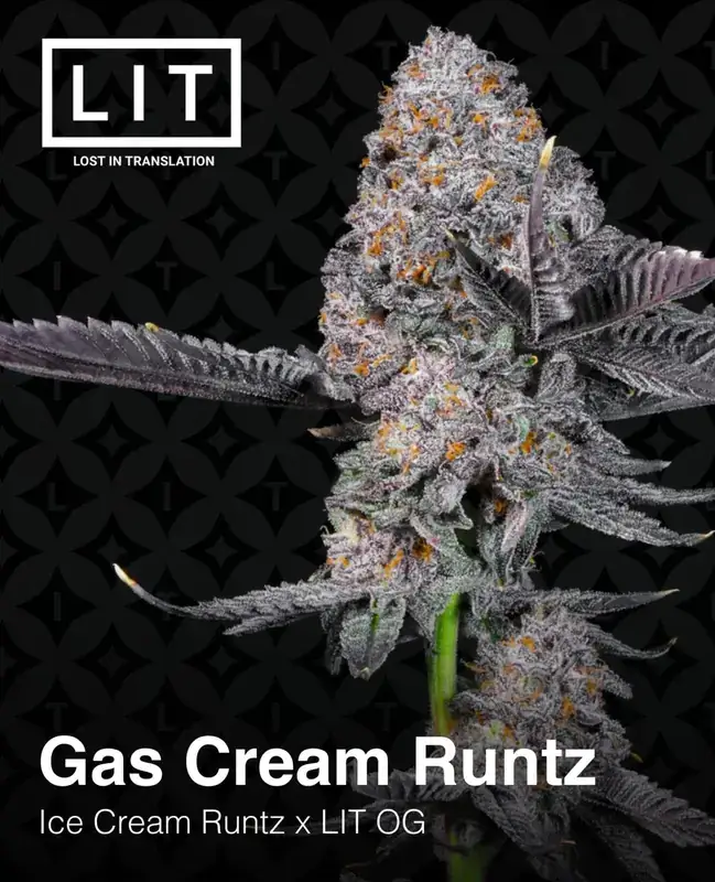 Gas Cream Runtz Feminized Cannabis Seeds by LIT Farms