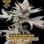 Gas Guzzler (Feminized) - Solfire Gardens
