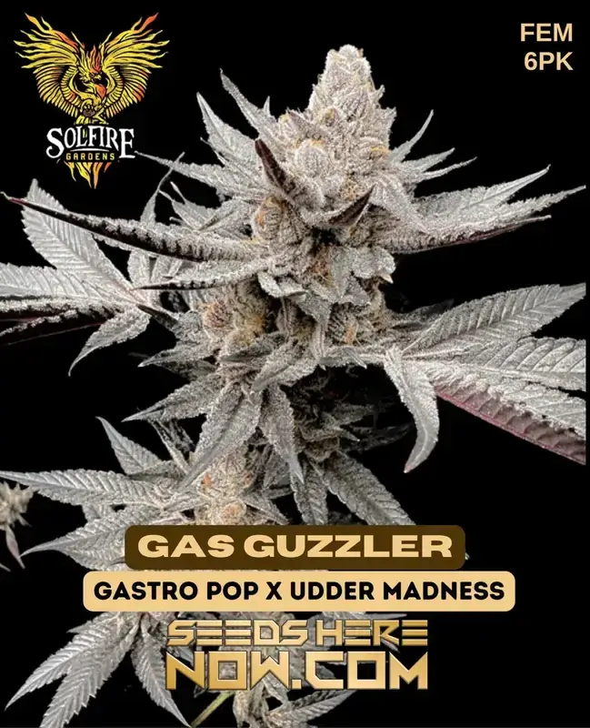 Gas Guzzler feminized seeds by Solfire Gardens, featuring Gastro Pop and Udder Madness lineage