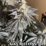 Gas Melons (Regular) - Katsu Seeds
