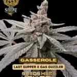 Gasserole (Feminized) - Solfire Gardens