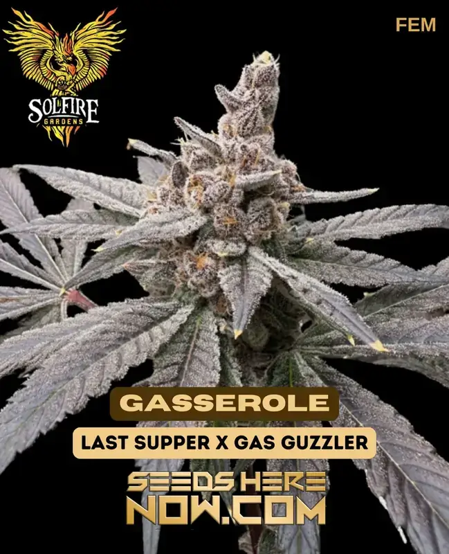 Pack of Gasserole Feminized Seeds by Solfire Gardens showing robust diesel and creamy sweet undertones
