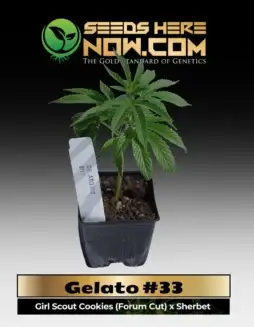 Healthy Gelato #33 clones in soil pots, ready for cultivation