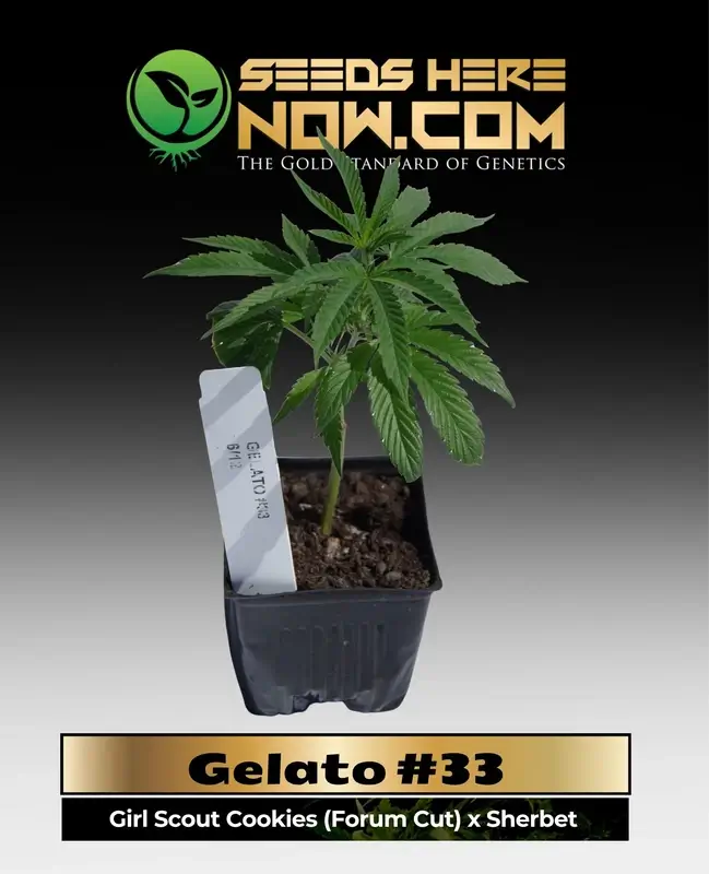 Healthy Gelato #33 clones in soil pots, ready for cultivation