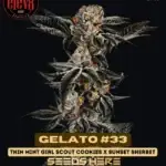 Gelato #33 (Feminized) - Elev8 Seeds