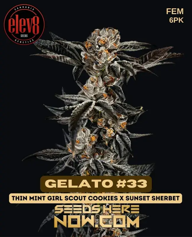 Gelato #33 Feminized Seeds - High THC, Hybrid Strain