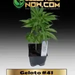 Gelato #41 Clones - ACC