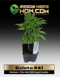 Gelato #41 Clones featuring Sherbet and Thin Mint Girl Scout Cookies genetics