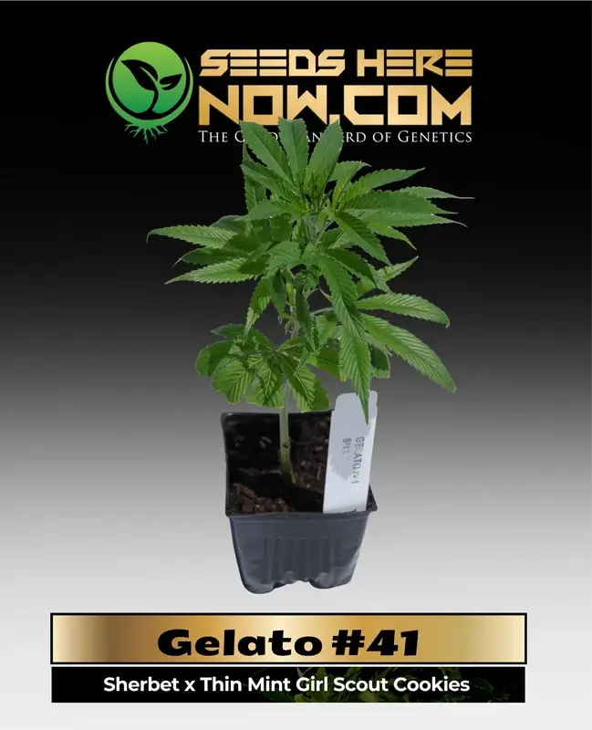 Gelato #41 Clones featuring Sherbet and Thin Mint Girl Scout Cookies genetics