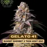 Gelato 41 S1 (Feminized) - Elite Clone Seed Company