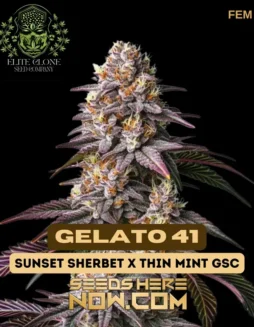 Gelato 41 Feminized Seeds featuring 24(space)29% THC, Indica(space)dominant Hybrid
