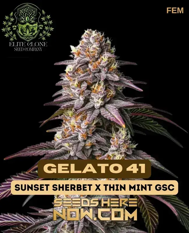 Gelato 41 Feminized Seeds featuring 24-29% THC, Indica-dominant Hybrid