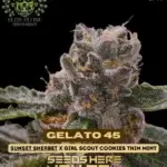 Gelato 45 S1 (Feminized) - Elite Clone Seed Company