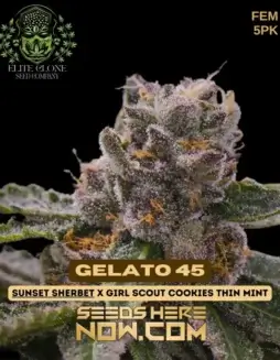 Gelato 45 S1 cannabis seeds, hybrid strain by Elite Clone Seed Company featuring Sherbet and Girl Scout Cookies genetics