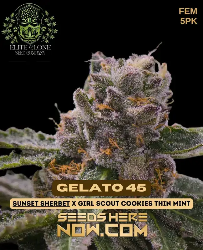 Gelato 45 S1 cannabis seeds, hybrid strain by Elite Clone Seed Company featuring Sherbet and Girl Scout Cookies genetics