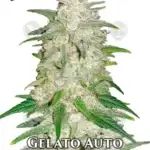 Gelato (Autoflower) - Fast Buds