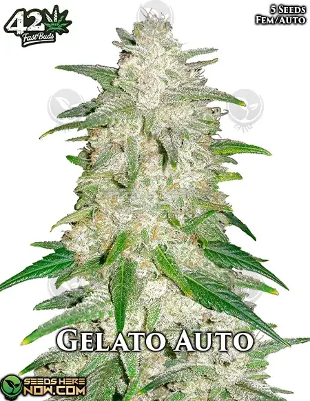 Gelato Auto cannabis seeds - Hybrid autoflowering strain by Fast Buds, featuring citrus, mint, vanilla, and earthy flavors.