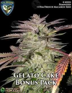 Gelato Cake Bonus Pack Feminized Seeds (space) Gelato #33 x Birthday Cake