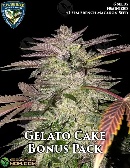 Gelato Cake Bonus Pack Feminized Seeds - Gelato #33 x Birthday Cake