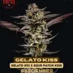 Gelato Kiss (Feminized) - Elev8 Seeds