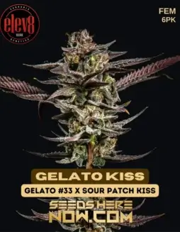 Gelato Kiss Feminized Seeds (space) Hybrid strain with 20(space)25% THC