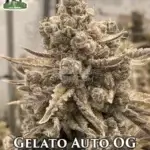 Gelato OG (Autoflower) - Ganja Farmer