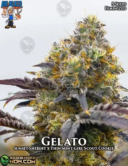Gelato S1 Feminized Seeds - Sweet and Earthy Aroma