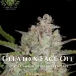 Gelato x Face Off (Feminized) - Elite Clone Seed Company