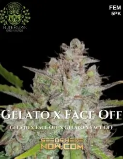 Gelato x Face Off Cannabis Seeds (space) Balanced Hybrid with 20(space)25% THC