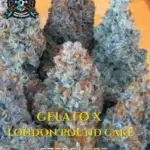 Gelato x London Pound Cake (Feminized) - Elite Clone Seed Company