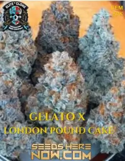 Gelato x London Pound Cake (Feminized) (space) Elite Clone Seed CompanyGelato x London Pound Cake Cannabis Seeds by Elite Clone Seed Company