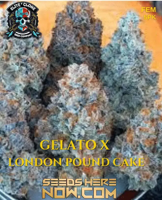 Gelato x London Pound Cake Cannabis Seeds by Elite Clone Seed Company