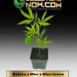 Gelato x Mac x Slurricane 1 Clones - ACC