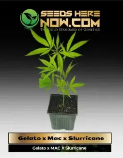 Gelato x Mac x Slurricane 1 Clones showcasing lush green leaves and robust growth