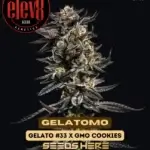 Gelatomo (Feminized) - Elev8 Seeds